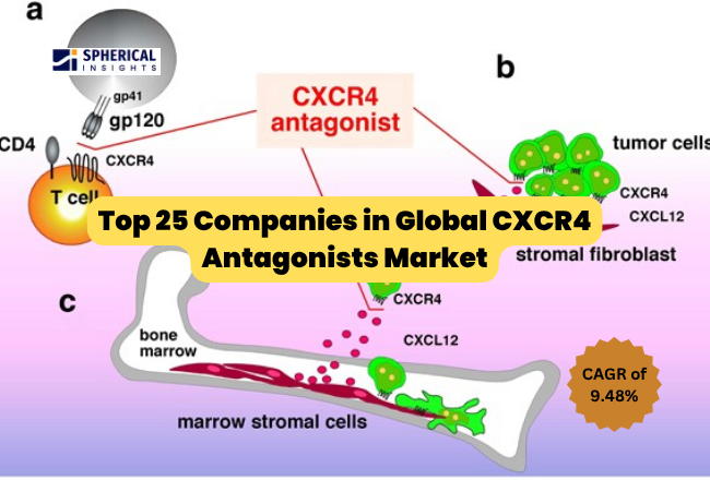 CXCR4 Antagonists Market