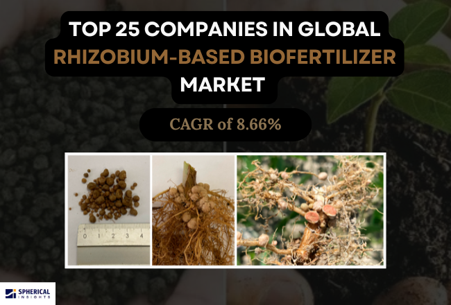 Rhizobium-Based Biofertilizer Market 