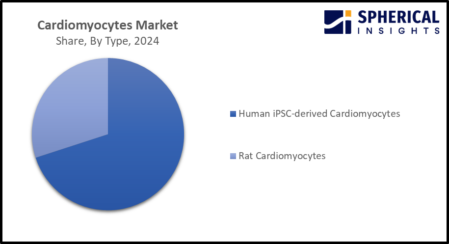 Global Cardiomyocytes Market